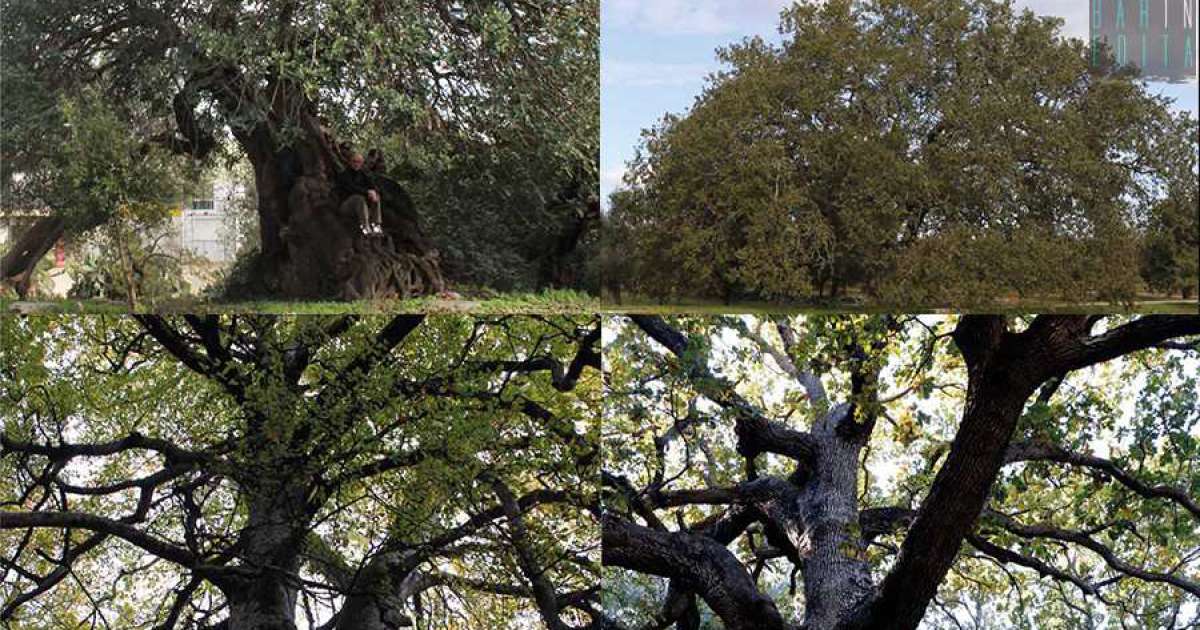 Dal Faggio dei baracconi alla Quercia di Macr�: ecco i 74 alberi monumentali della Puglia